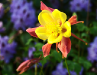 0108-columbine-wb