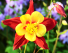 0112-columbine-wb