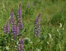 0003_Coquihalla_blooms.png